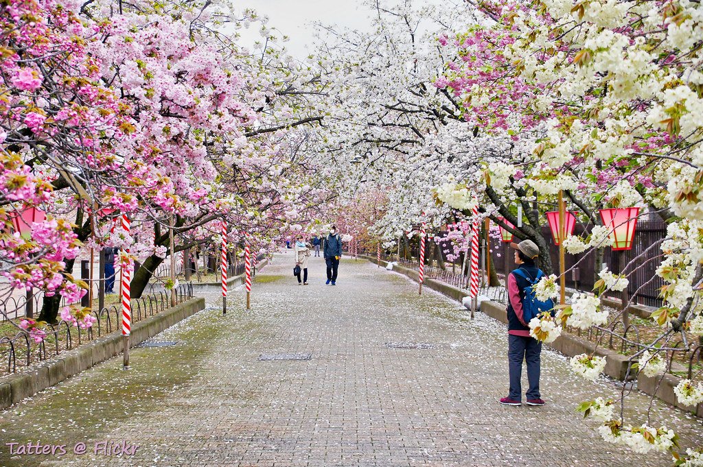 🌸 마츠가오카 공원(마츠가오카 코엔) 이미지 8